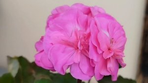 Зацветают Калина и Ю Цветок Лотоса, пеларгония