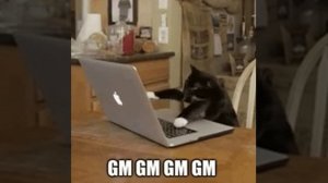 СМЕШНОЙ КОТ