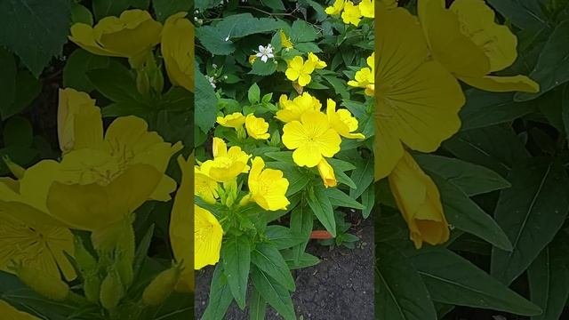 Солнечный цветок