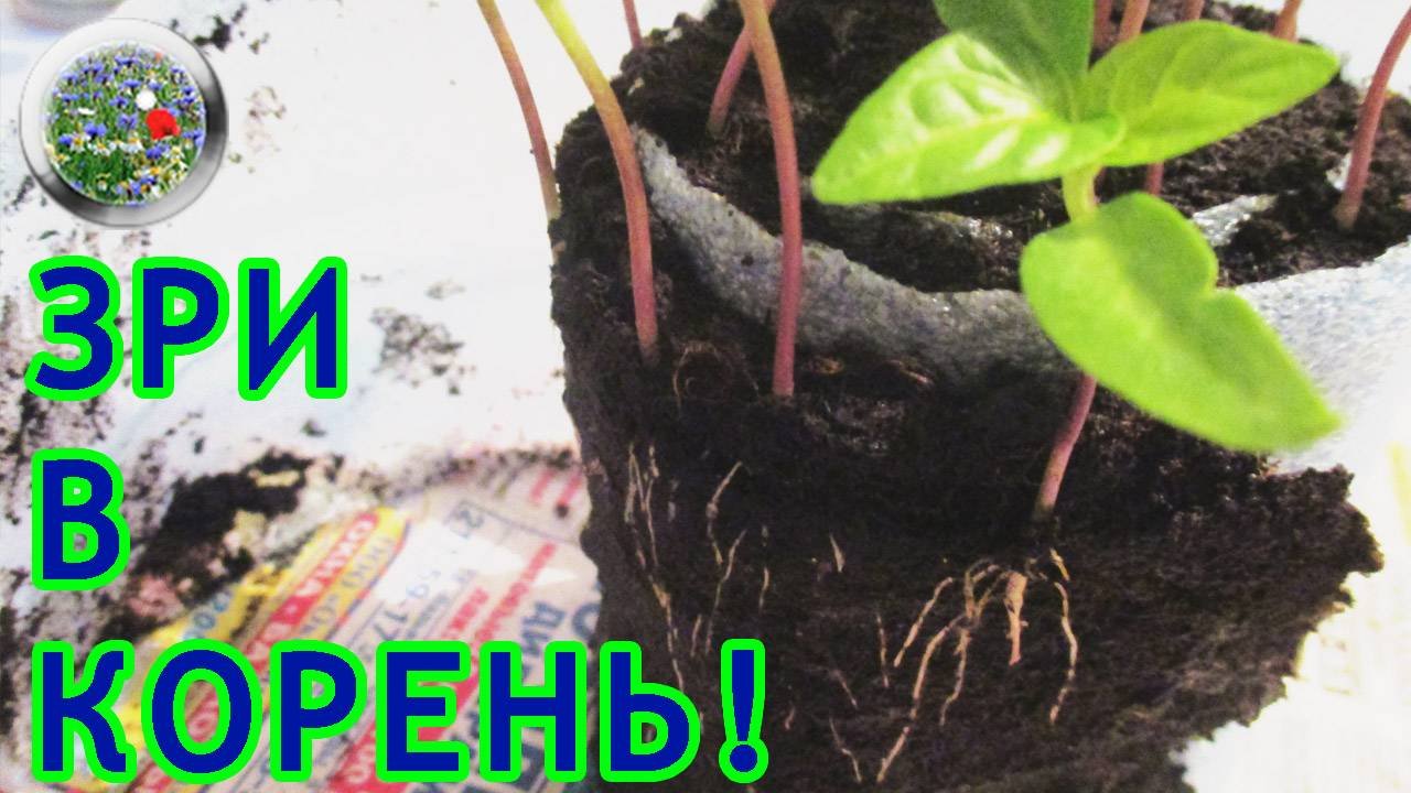 Рассада перца. Корневая система. Любопытно?