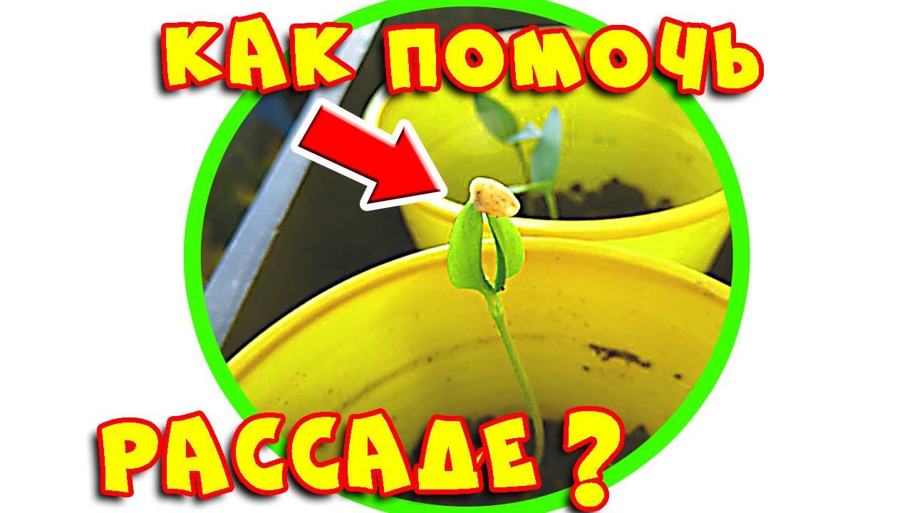 Рассада не скидывает оболочку. Как помочь?