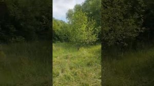 Дом марьинка