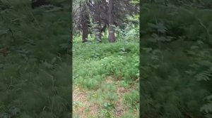 пошла на прогулку