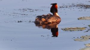 Большая поганка, или чомга / Podiceps cristatus