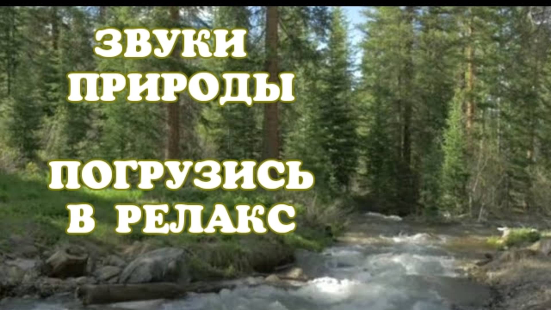 Пение птиц снимает стресс. Атмосфера леса. Горная река. Звуки природы для сна.