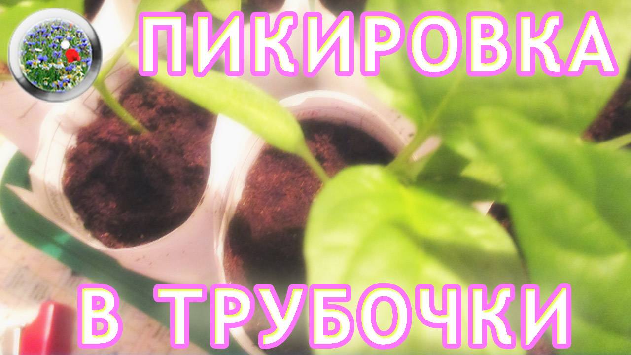 Пикировка рассады перцев в бумажные трубочки