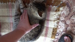 Сержик на посту (врач приехала) 15 06 2025 17: 04: 20
