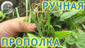 Борьба с сорняками. Ручная прополка СУПЕР СПОСОБ!