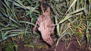 Ловля перепела