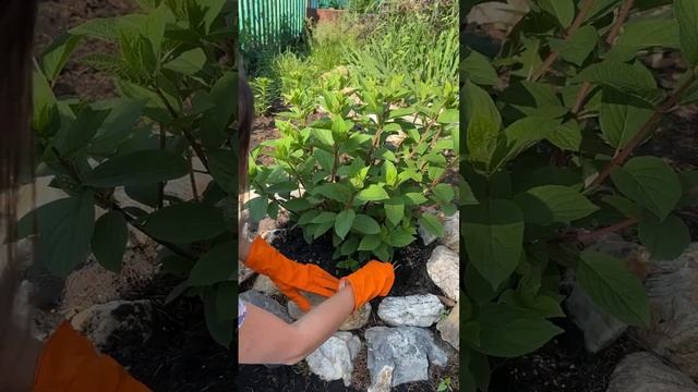 Летний уход за клумбой