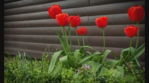 Дела дачные  2 часть