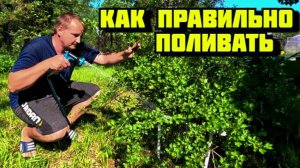 Секреты правильного полива сада и огорода