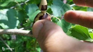 Шкатулка с цветущими люпинами