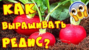 Что значит редис пошел в цвет, в стрелку?