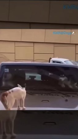 Нервные нынче автомобилисты пошли😡😂