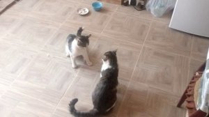 Кошачий файт.