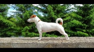 Джек-рассел-терьер плюсы и минусы