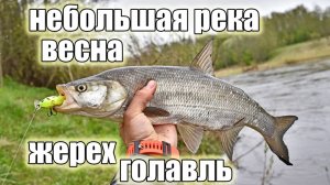 Голавлевый старт на небольшой реке