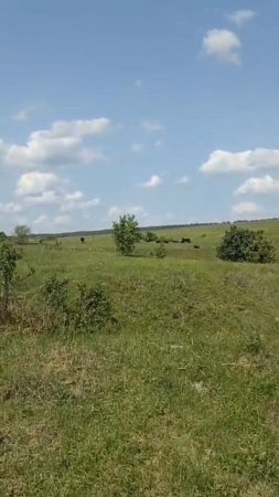 Жара июня