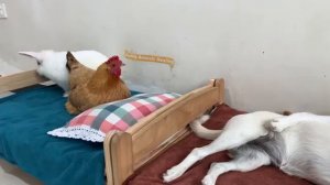 Щенок не позволяет кошке спать с кроликом (2025 год) (uu)
