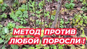 МЕТОД ПРОТИВ ЛЮБОЙ ПОРОСЛИ! Как избавиться от поросли деревьев и кустарников на участке