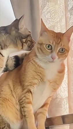 Кошачий Триллер! 😳 .. С улыбкой! 🤣