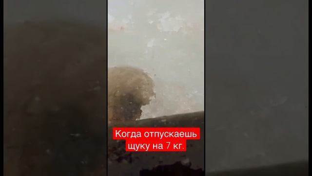 Друг выпускает щуку на 7 кг.  #жерлицы, #зимняяжерлица, #fishing #ловлянажерлицы, #fish
