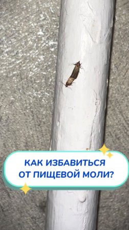 СТОП, моль Артикул на WB #234577722💫Ozon #1664064287 как избавиться от пищевой моли на кухне?