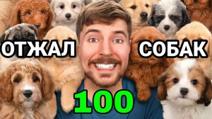Отжал 100 Собак у Подписчиков!