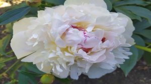 VID-20250613-WA0094
