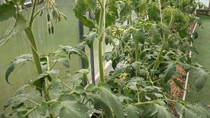 Совет для начинающих огородников.