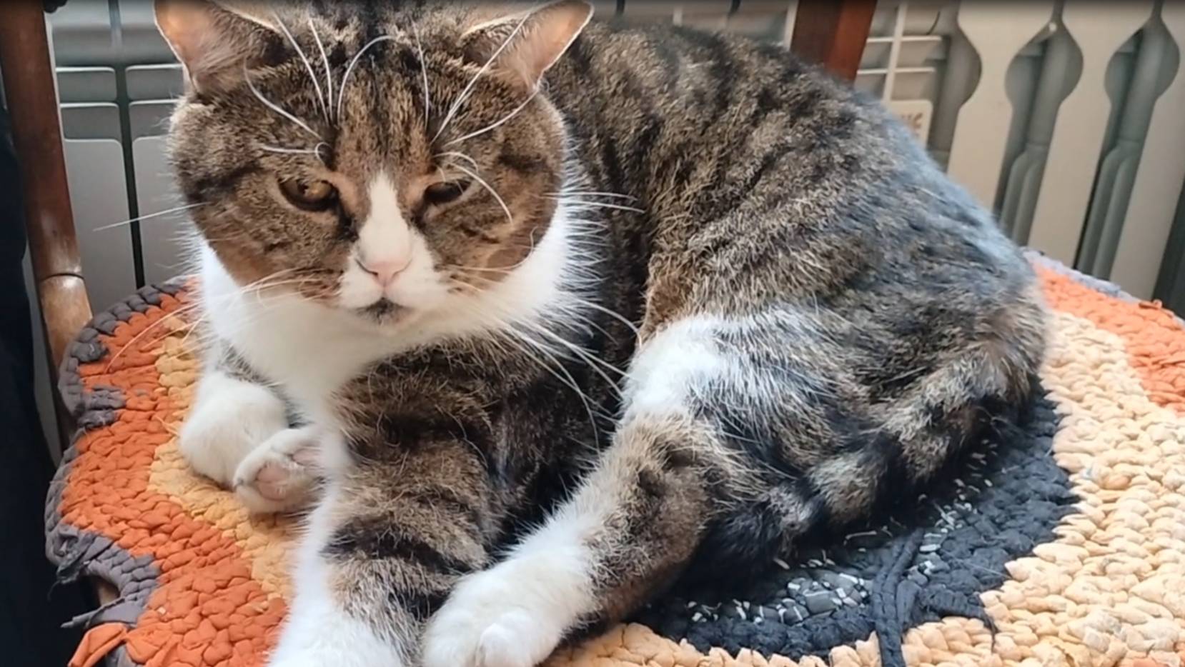 Спящий кот. Был спящий