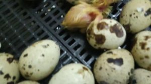 вылупление перепелов