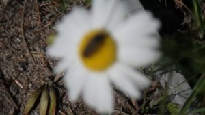 Пчела на ромашке