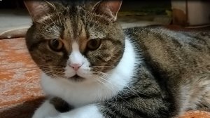 Кот утром. Пока все спят - мы играем :)