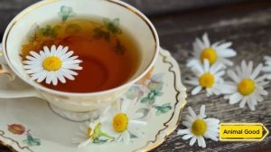 Семья спасла раненую лису, и вот как хищница их отблагодарила!