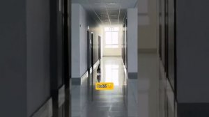 Погоня