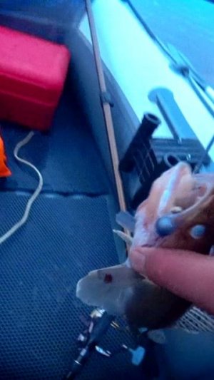 ТАКИХ ОТПУСКАЕМ! #shorts #рыбалка #fishing #рыба #fish #эдвардкосичка #природа #nature #отдых #rest