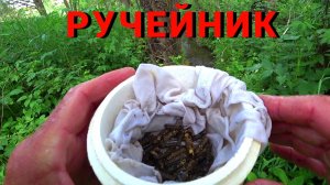 РУЧЕЙНИК или "ШИТИК" ДЛЯ РЫБАЛКИ. ГДЕ НАБРАТЬ, КАК ВЫГЛЯДИТ и КАК ХРАНИТЬ.