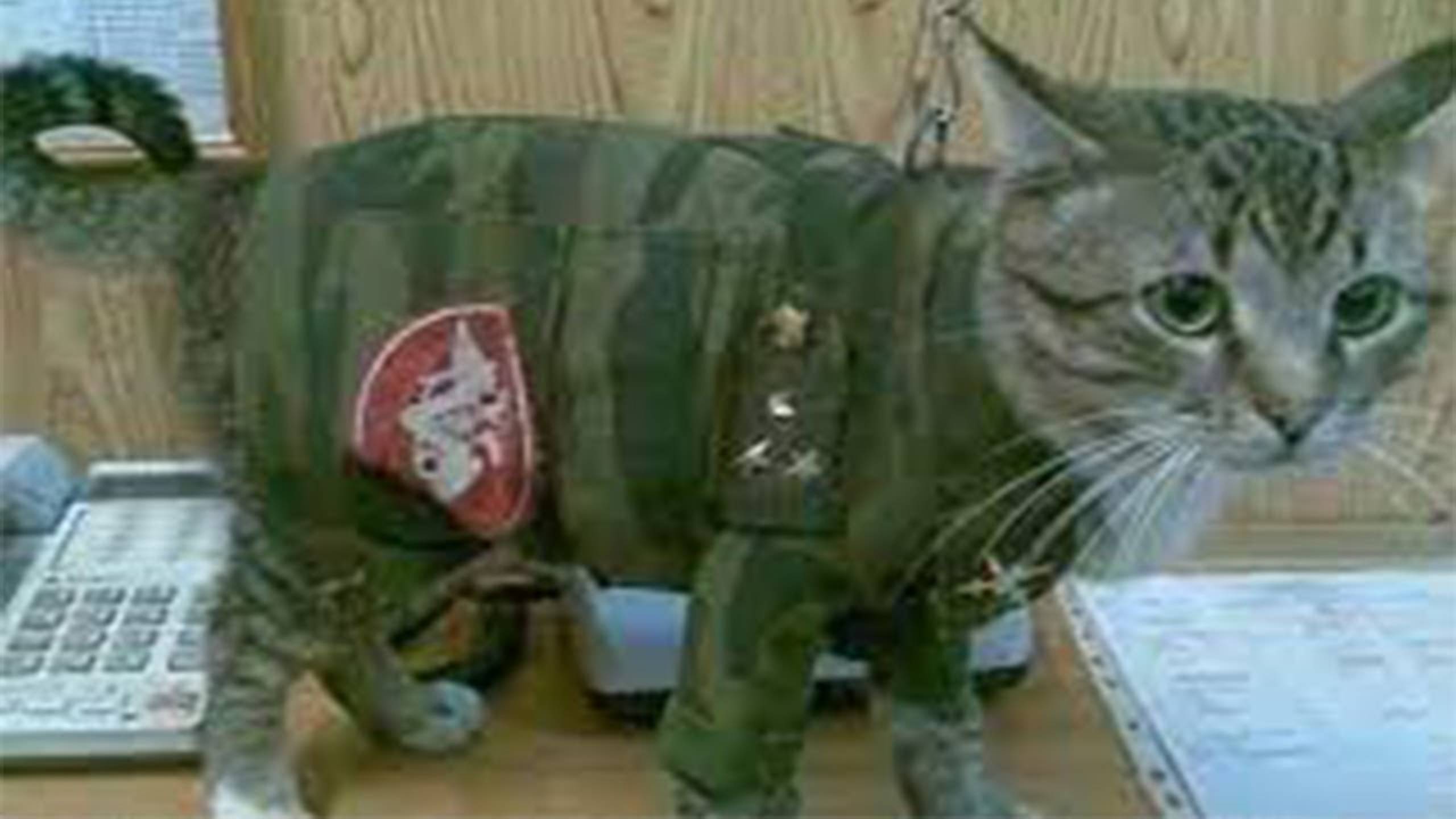 СМЕШНЫЕ КОТЫ 2025 ЛУЧШИЕ ПРИКОЛЫ С КОТАМИ, КОШКИ, КОТИКИ, СОБАЧКИ, СМЕШНОЕ ВИДЕО