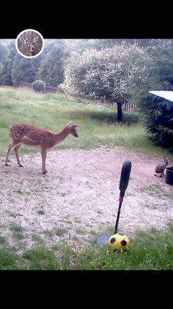 лань и заяц не мешают друг другу во дворе #лань #животные #deervader