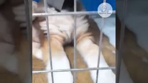 Спасённая нами щенулька Верочка