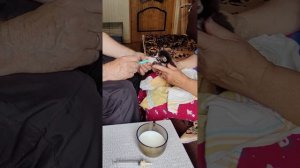 "Котята выросли немножко, а есть из блюдца не хотят".....