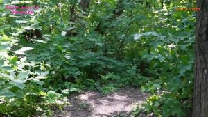 БЕРЕГ ДОНА 12. 9 июня 2025.vovich video.