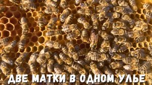 Уникальные случаи на пасеке: две матки в одном улье!