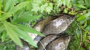 Итог рыбалки на ШУМе.