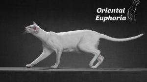 Питомник ориентальных кошек “Oriental Euphoria”
Г. Воронеж