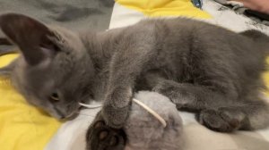 Всё покушали пообедали получается снова можно играть с моим шариком