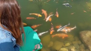 Карпы кои в новом Херсонесе