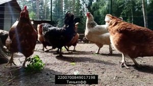 Очередная порция взыскателей